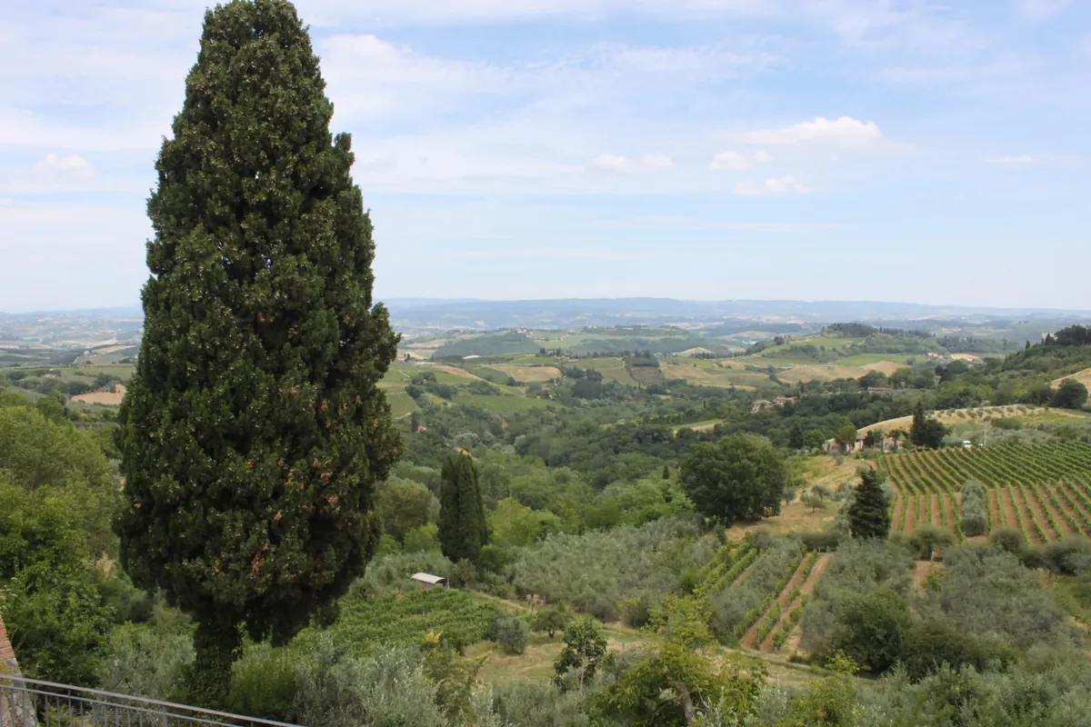 Cypress trees above Tuscan vineyards in Italy